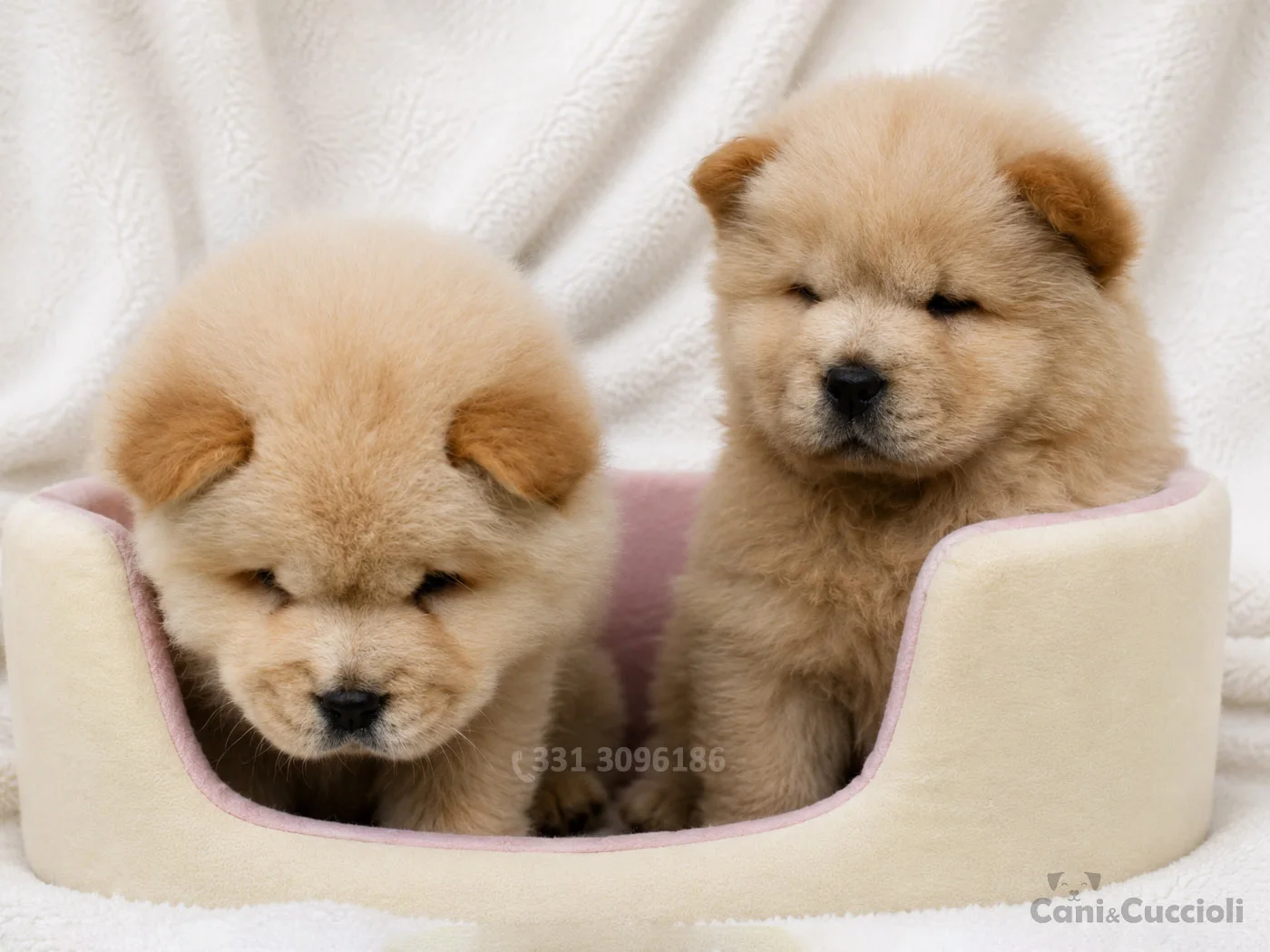 vendita cuccioli Chow Chow crema