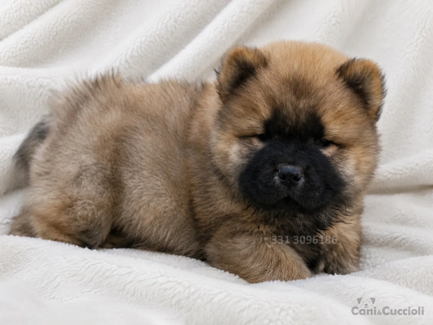 vendita cuccioli Chow Chow fulvo
