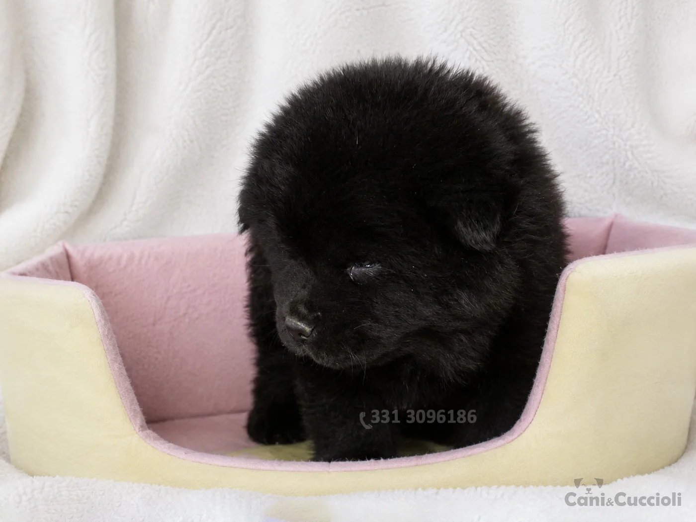 vendita cuccioli Chow Chow Nero