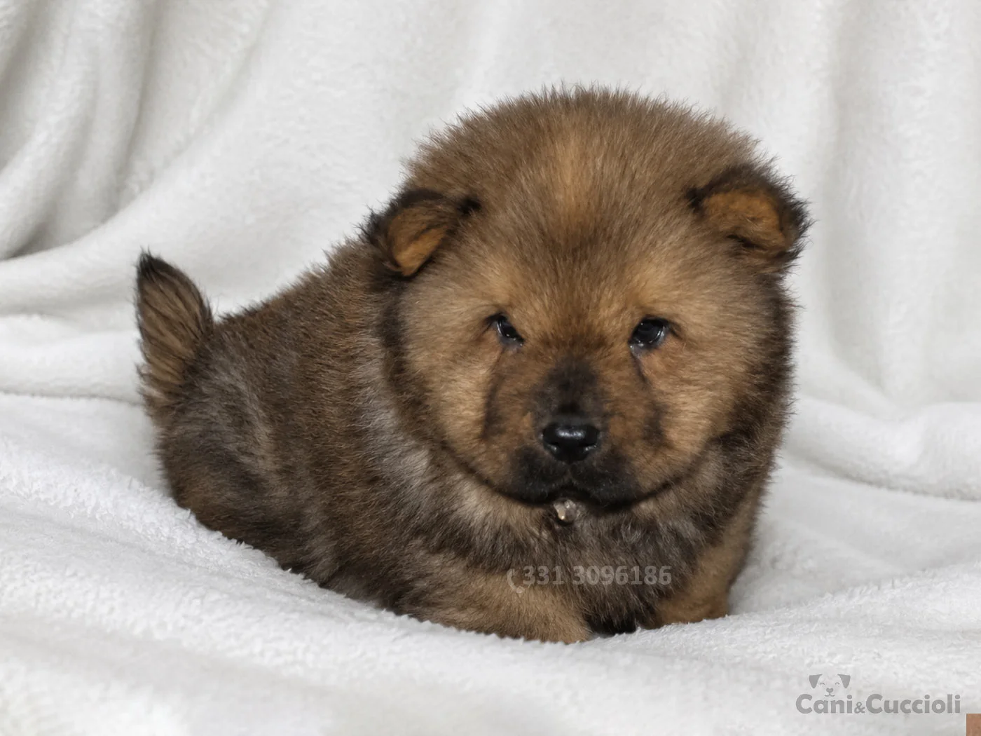 vendita cuccioli Chow Chow Fulvo Scuro