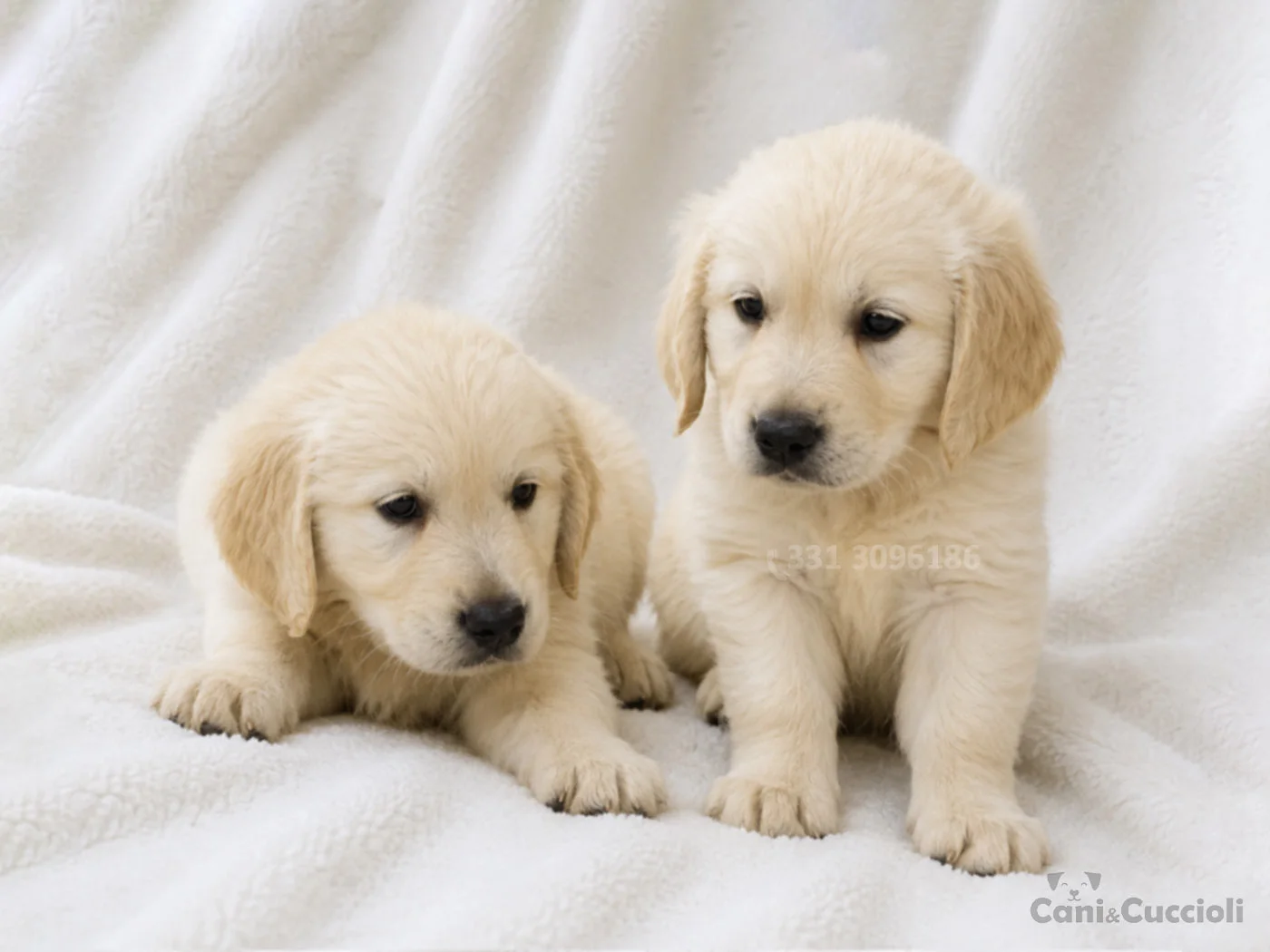 vendita cuccioli Golden Retriever crema