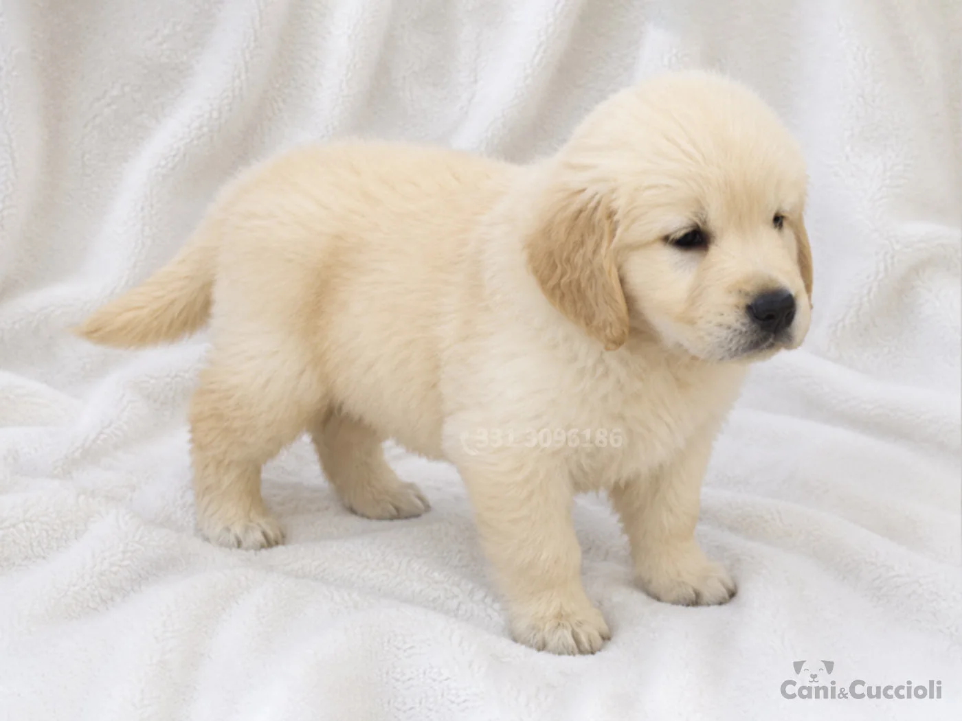 vendita cuccioli Golden Retriever crema