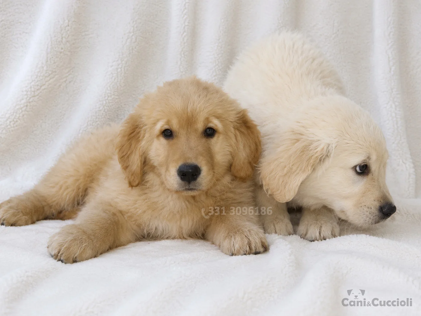 vendita cuccioli Golden Retriever dorato e crema