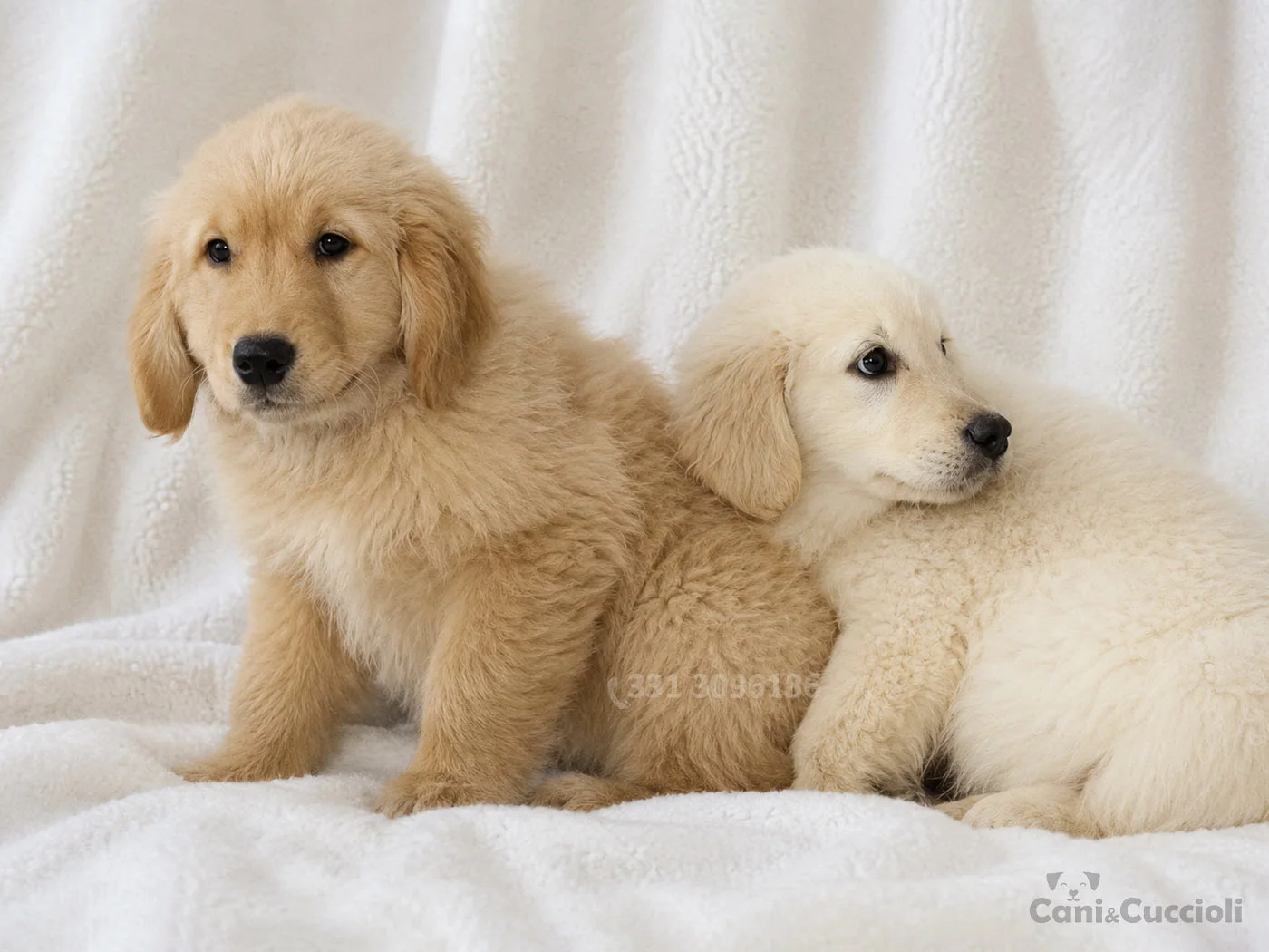 vendita cuccioli Golden Retriever dorato e crema