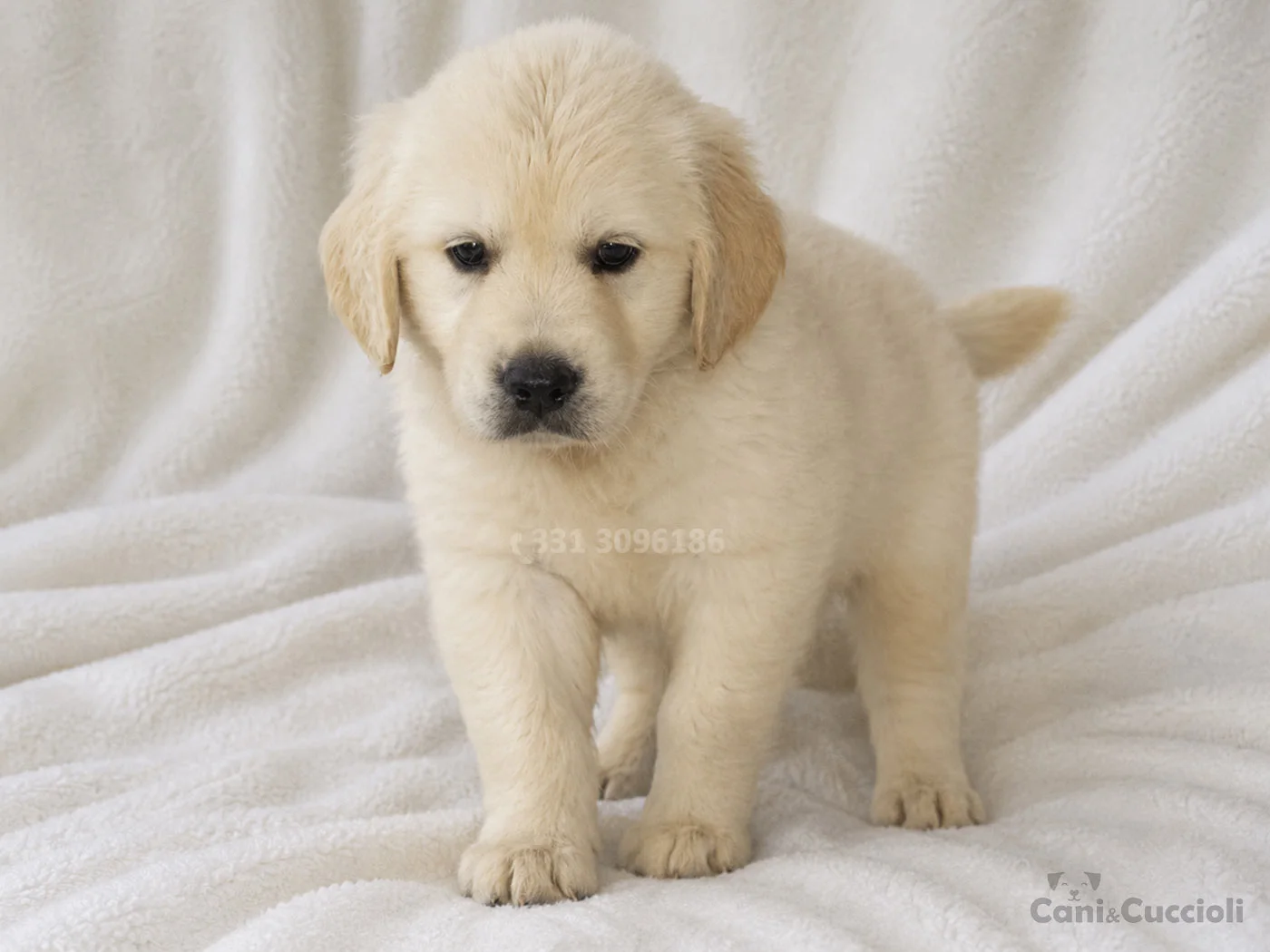vendita cuccioli Golden Retriever dorato
