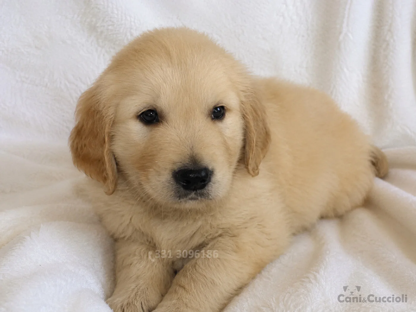 vendita cuccioli Golden Retriever