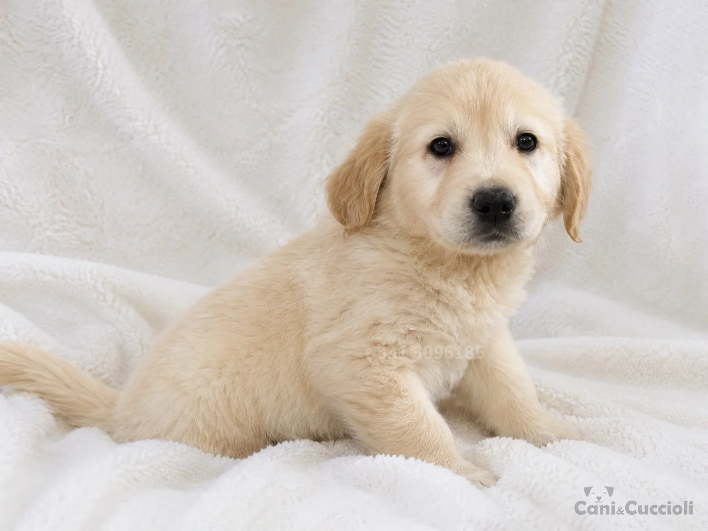 vendita cuccioli Golden Retriever