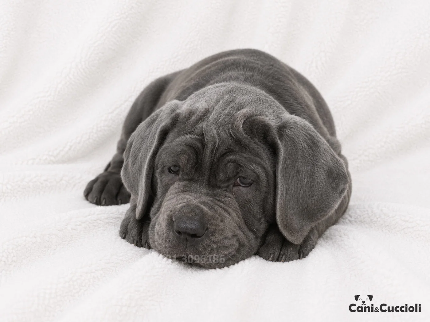 vendita cuccioli mastino napoletano