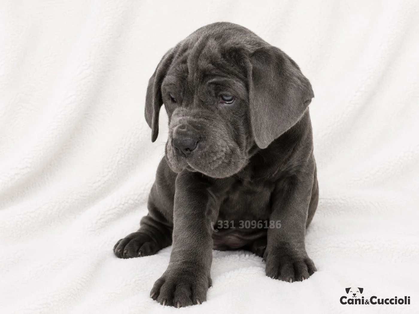 vendita cuccioli mastino napoletano