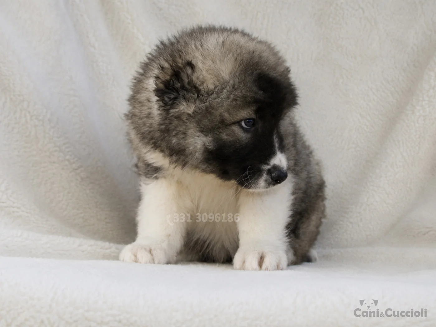 vendita cuccioli Pastore del caucaso