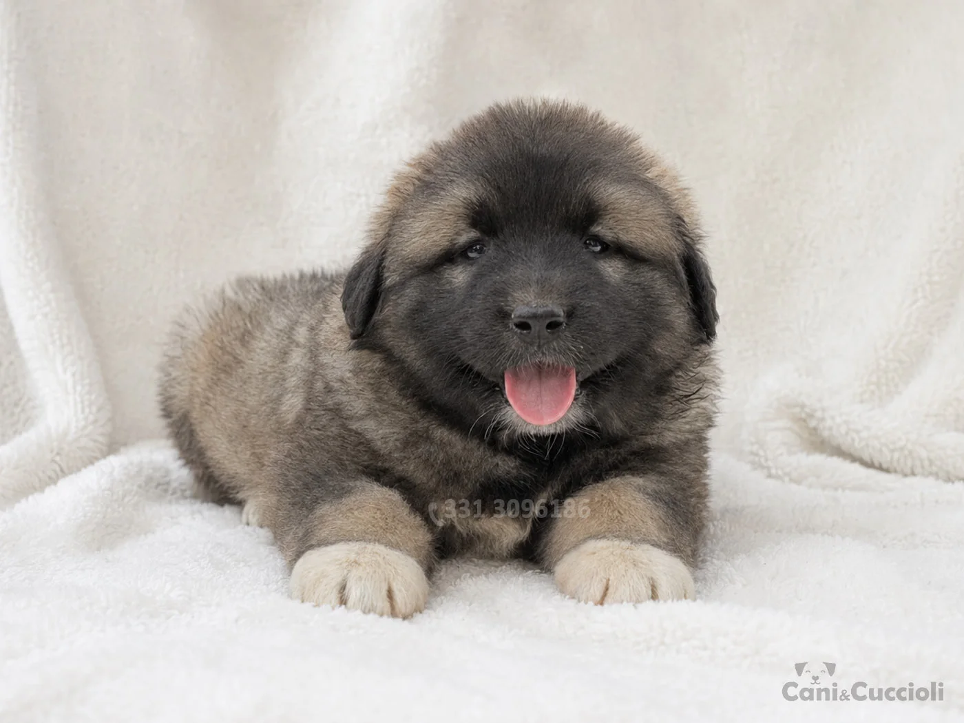 vendita cuccioli Pastore del caucaso