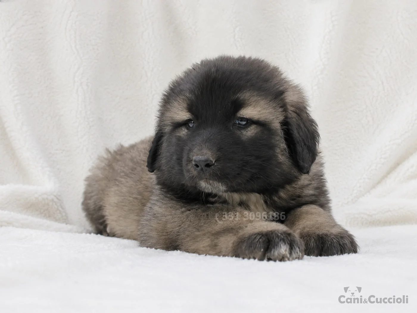 vendita cuccioli Pastore del caucaso