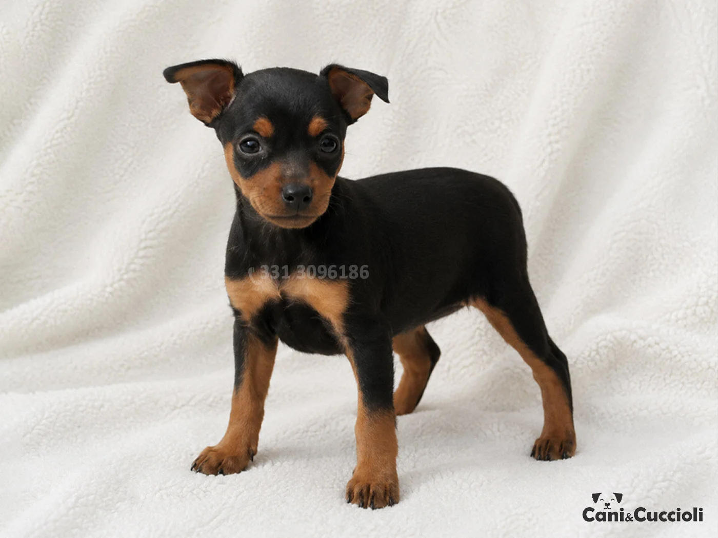 vendita cuccioli Pinscher Nano