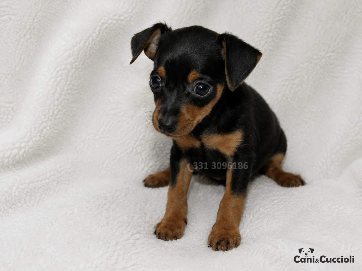 vendita cuccioli Pinscher Nano
