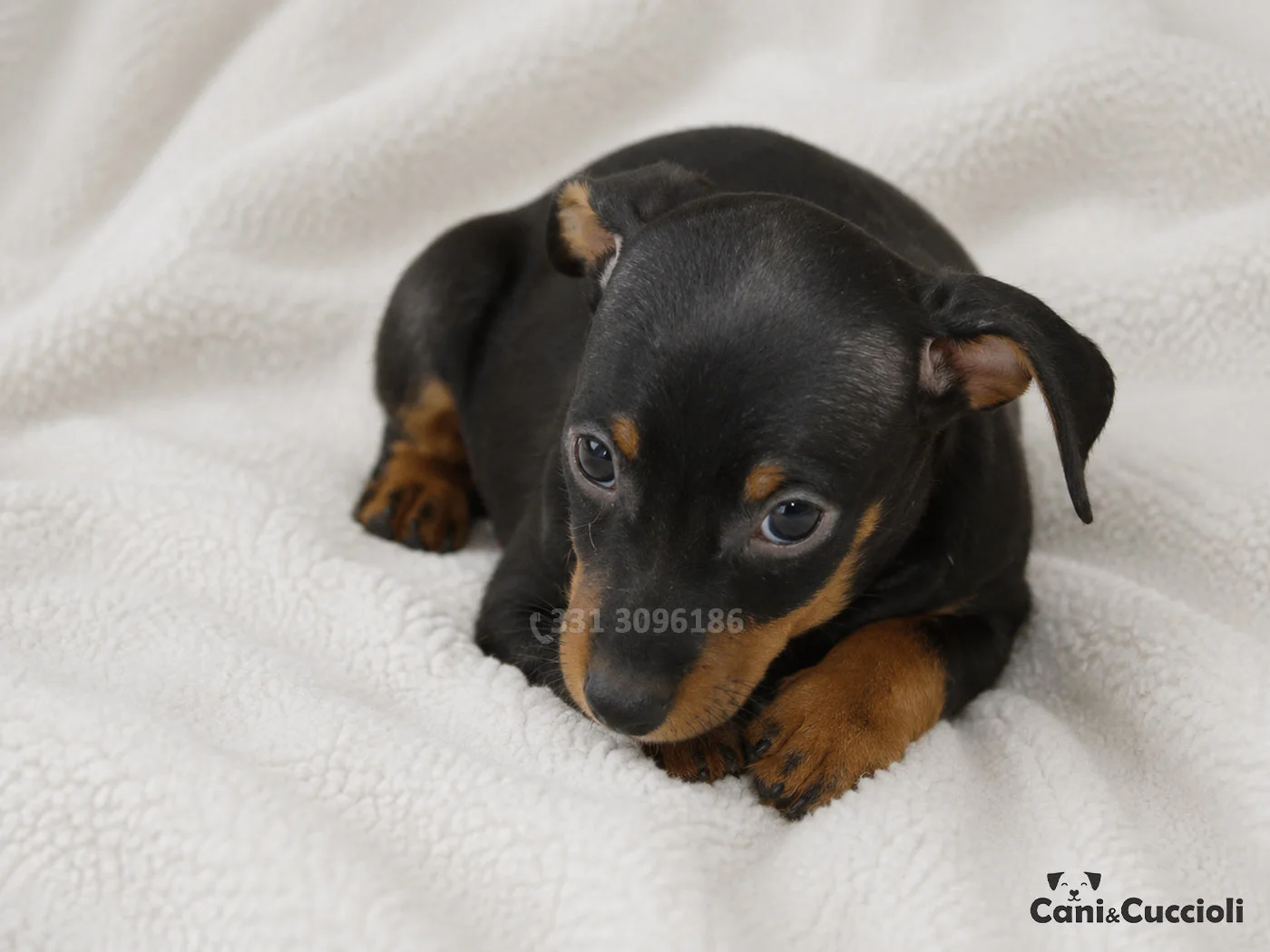 vendita cuccioli Pinscher Nano