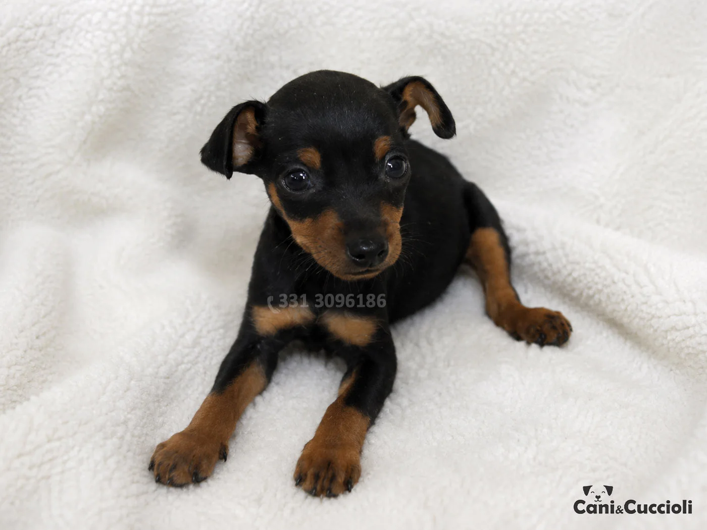 vendita cuccioli Pinscher Nano