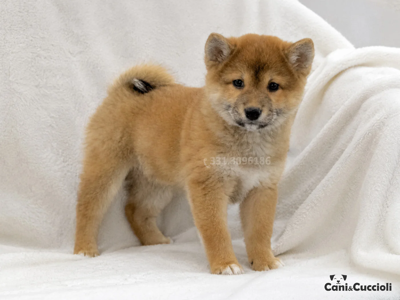 vendita cuccioli Shiba Inu