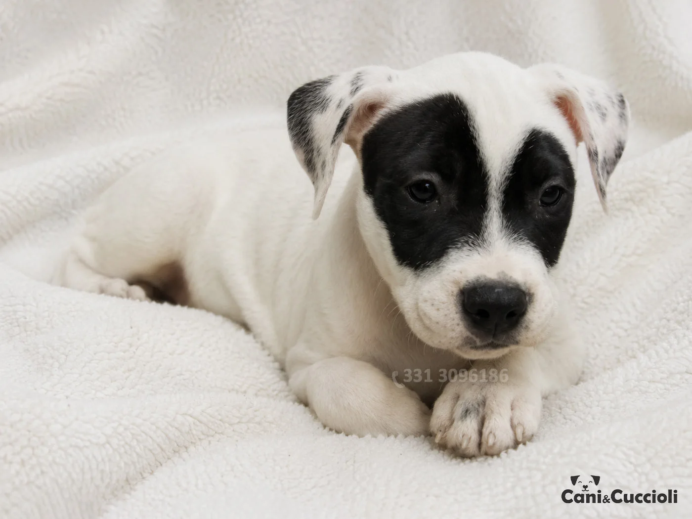 vendita cuccioli staffordshire bull terrier staffy bianco nero