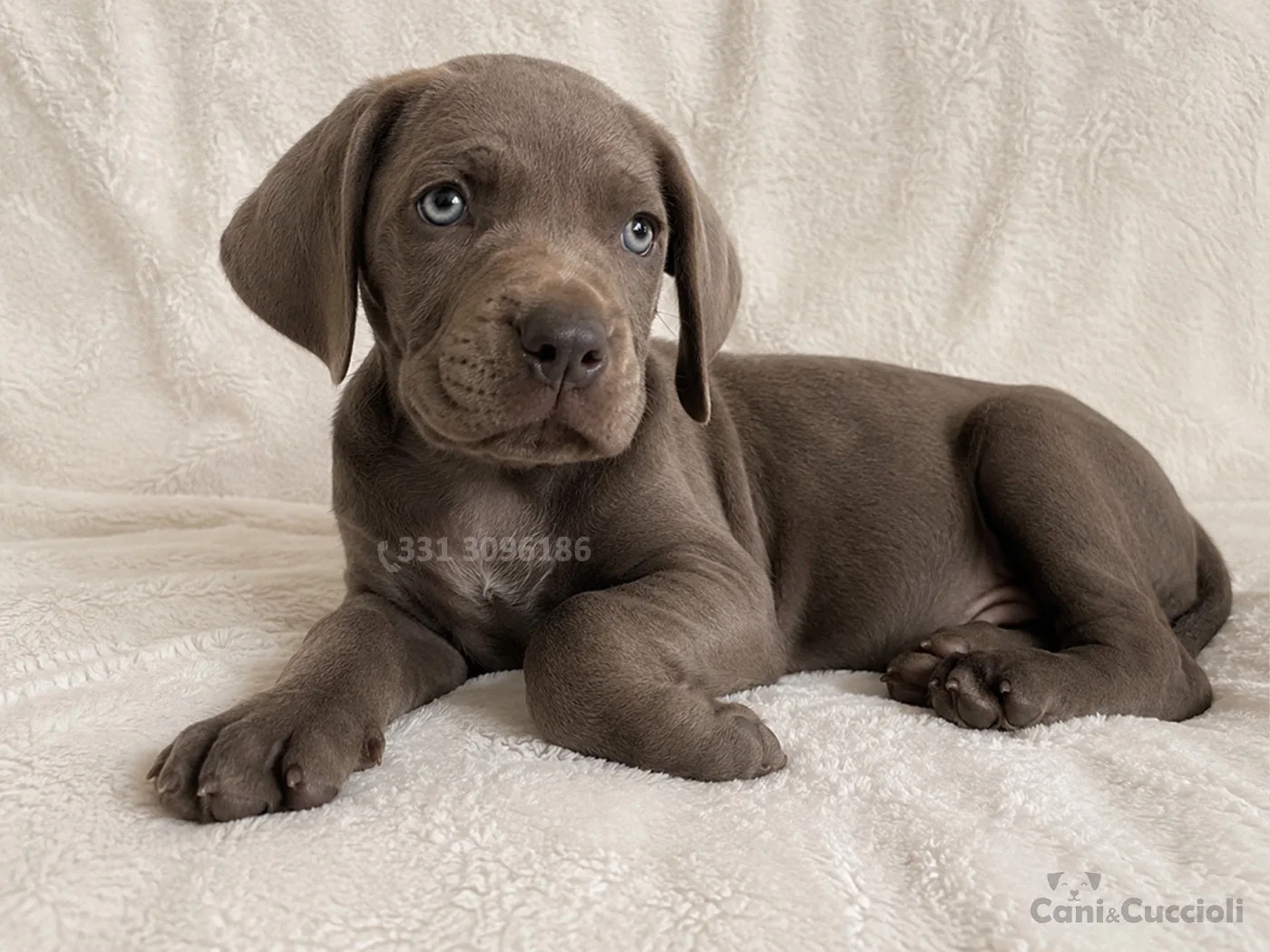 vendita cuccioli weimaraner