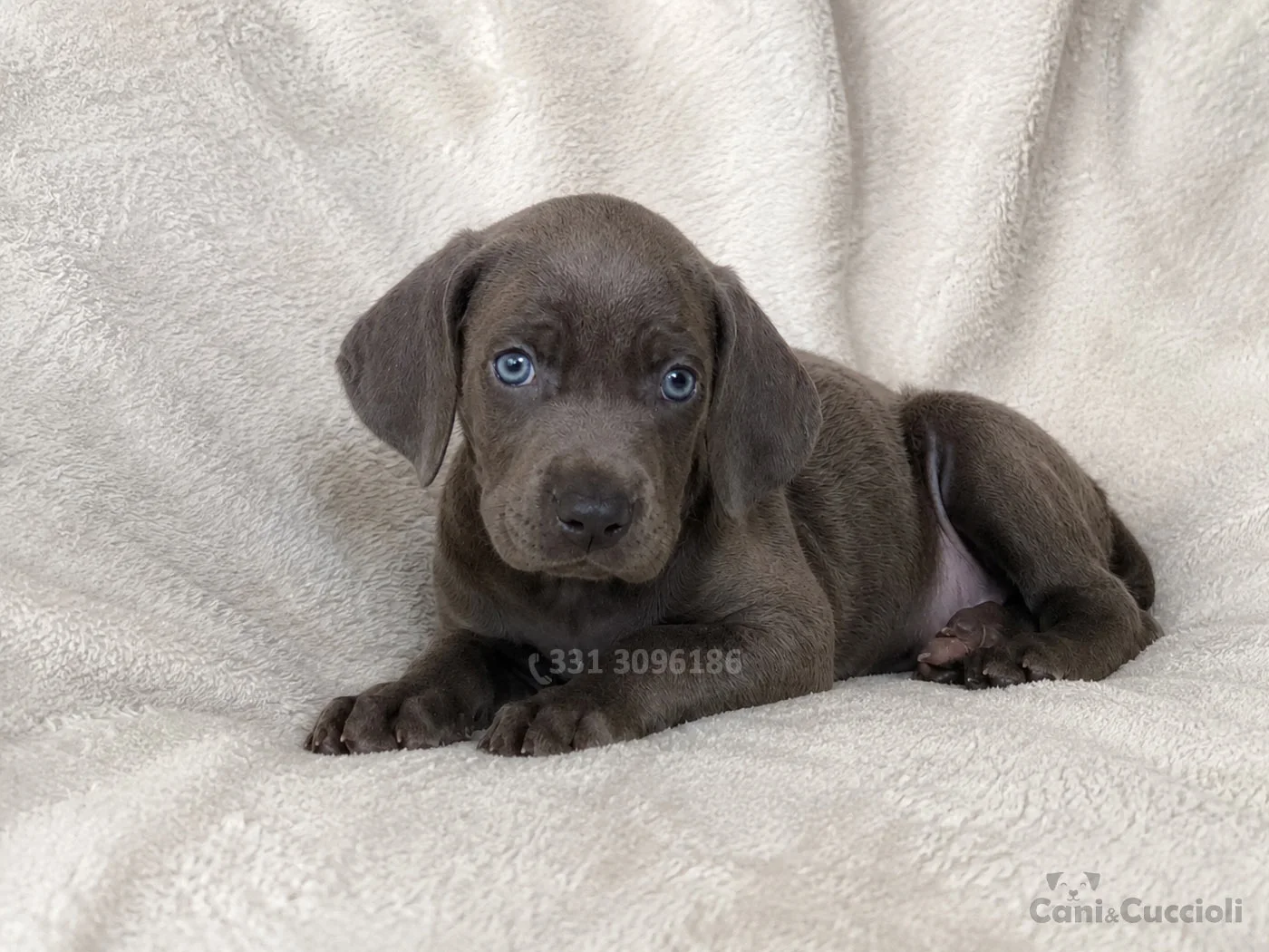 vendita cuccioli weimaraner