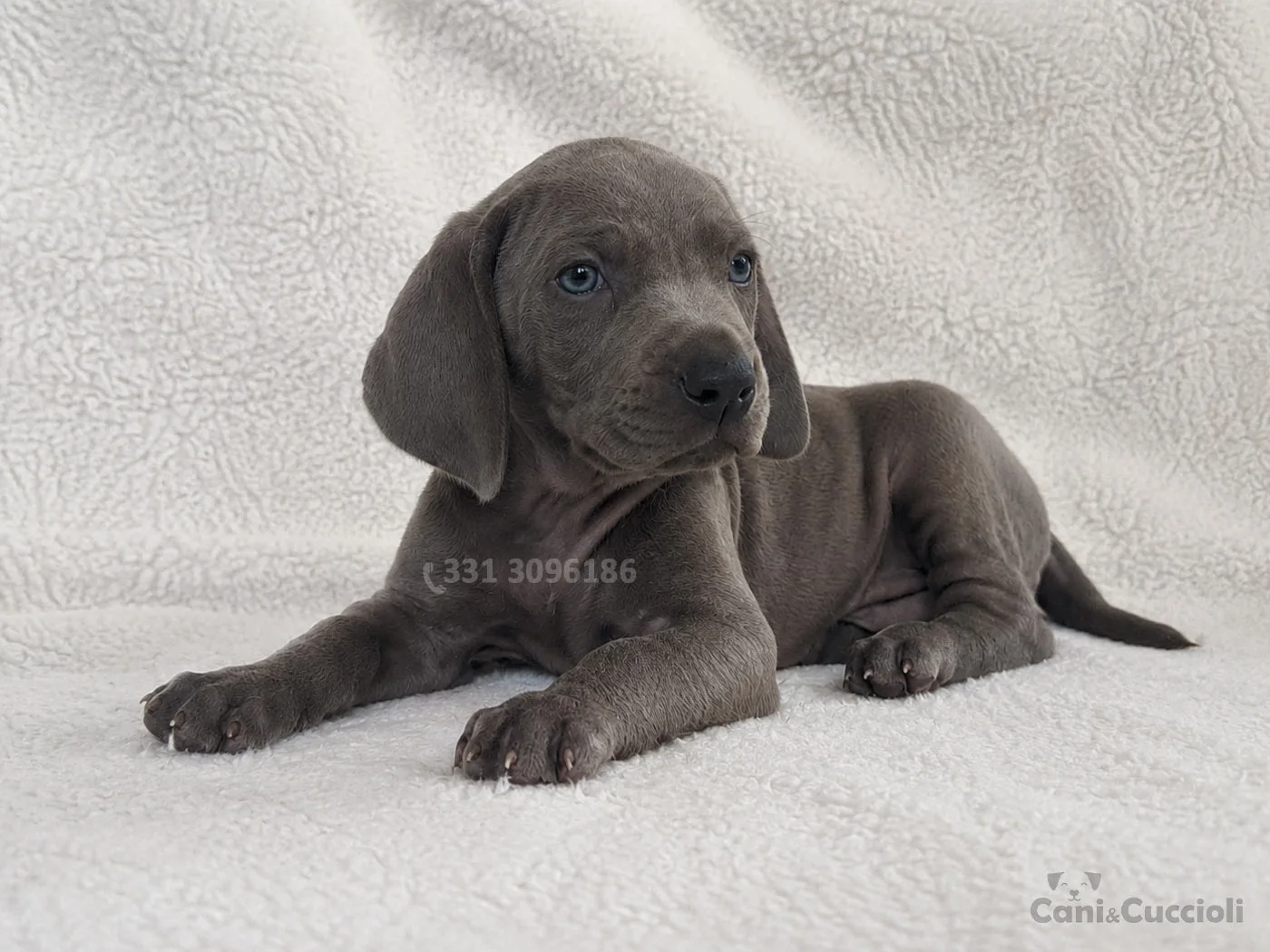 vendita cuccioli weimaraner
