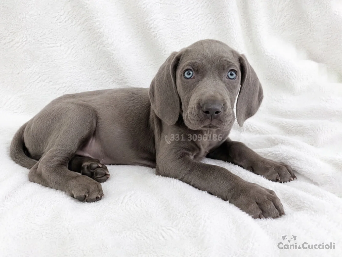 vendita cuccioli weimaraner