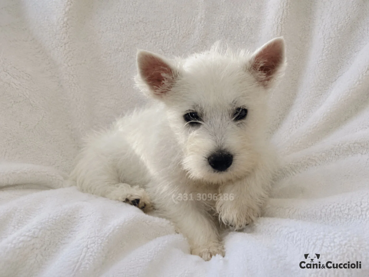 vendita cuccioli west highland white terrier westie