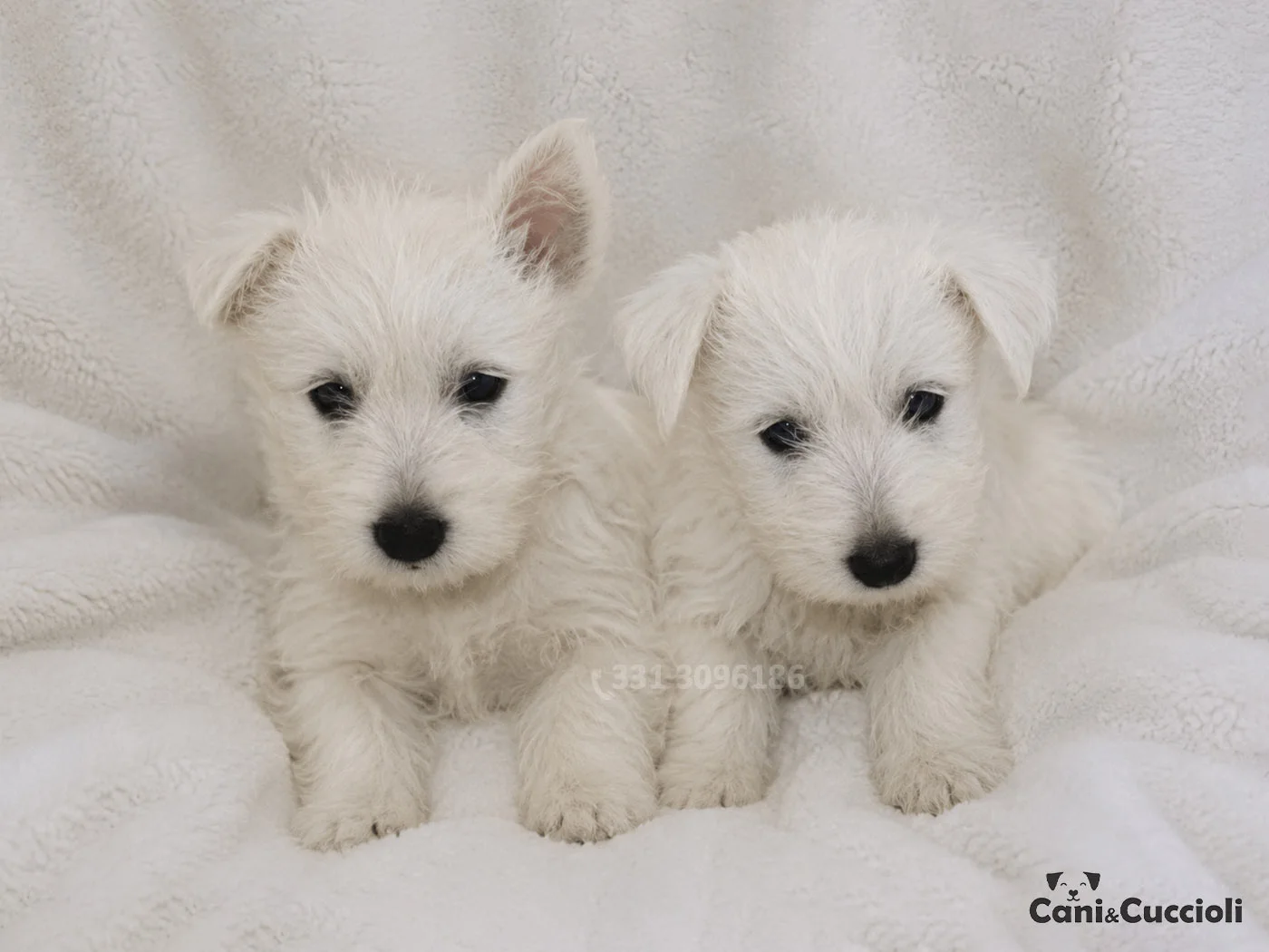 vendita cuccioli west highland white terrier westie