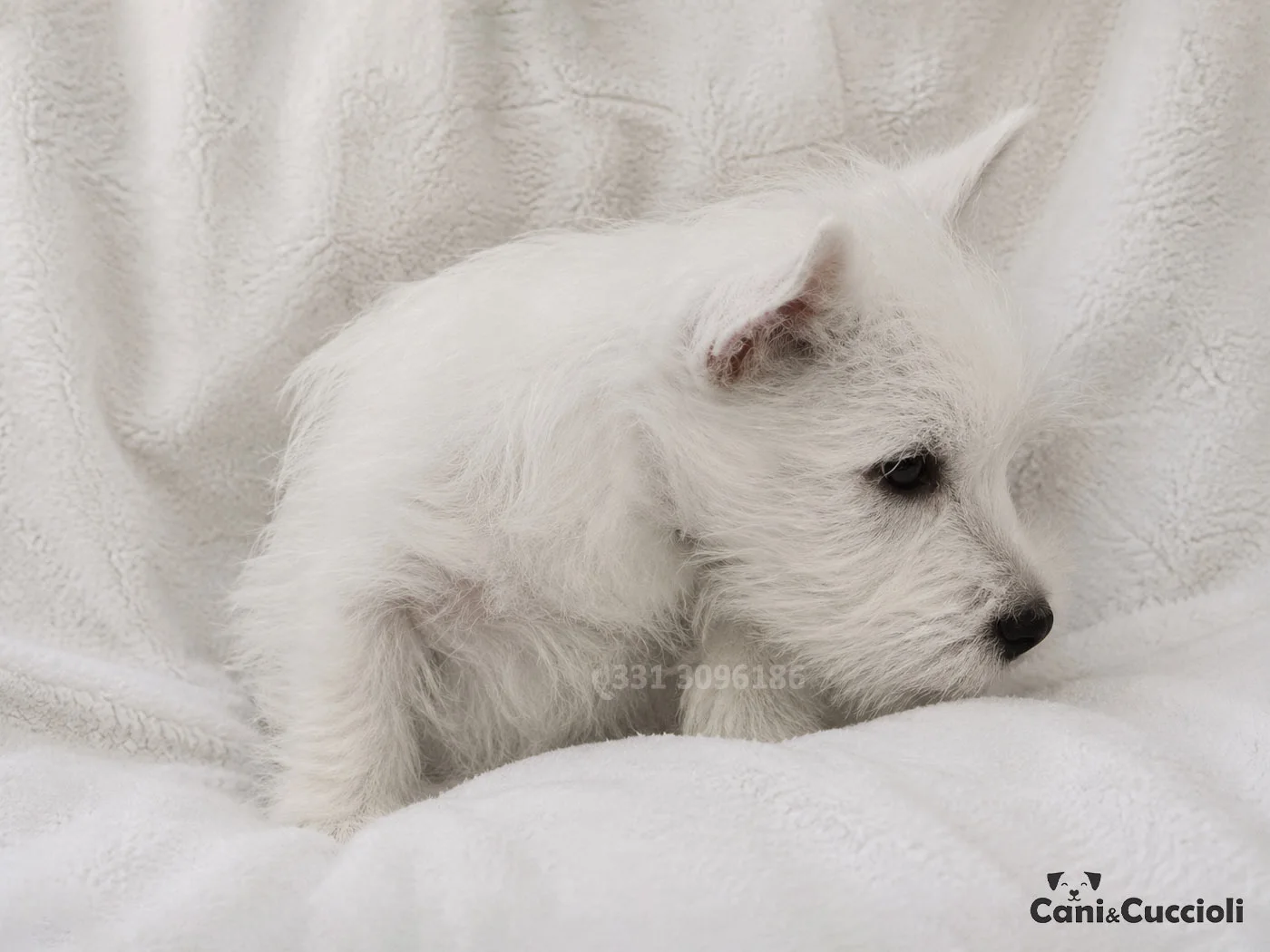 vendita cuccioli west highland white terrier westie