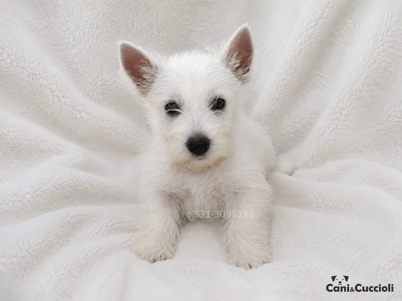 vendita cuccioli west highland white terrier westie