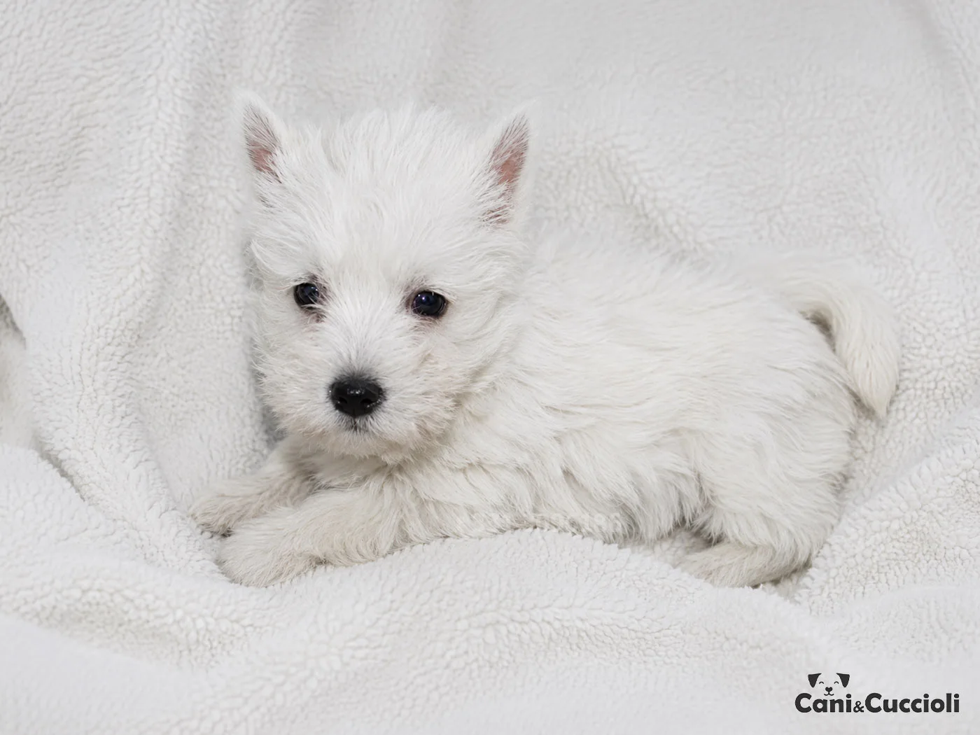 vendita cuccioli west highland white terrier westie