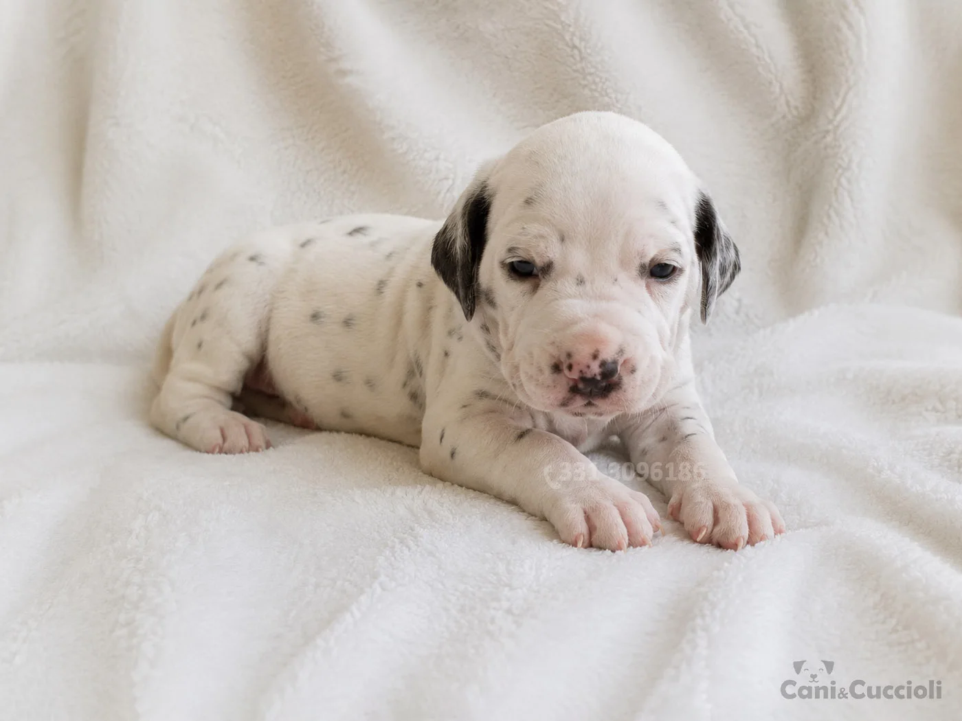vendita cuccioli dalmata