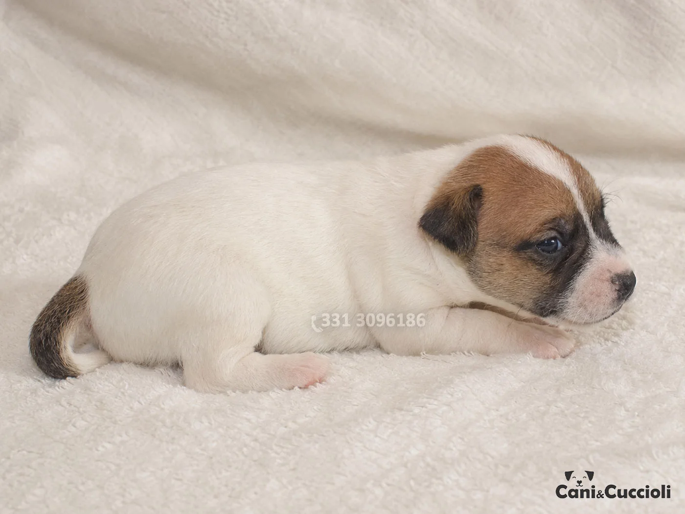 vendita jack russell bianco arancio