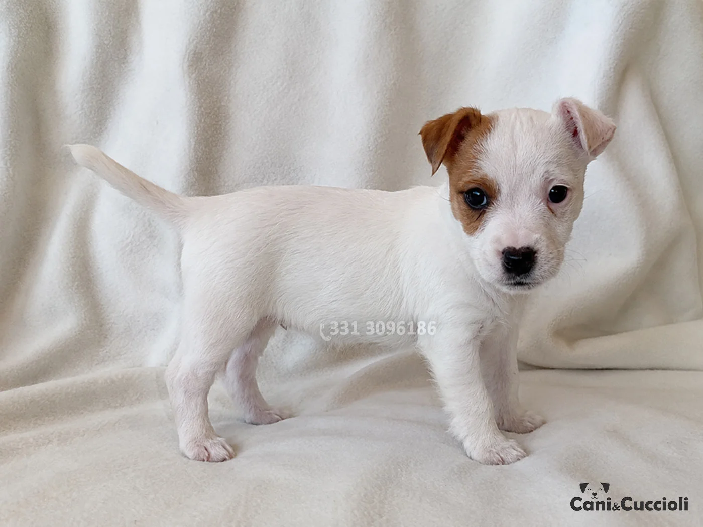 vendita jack russell bicolore