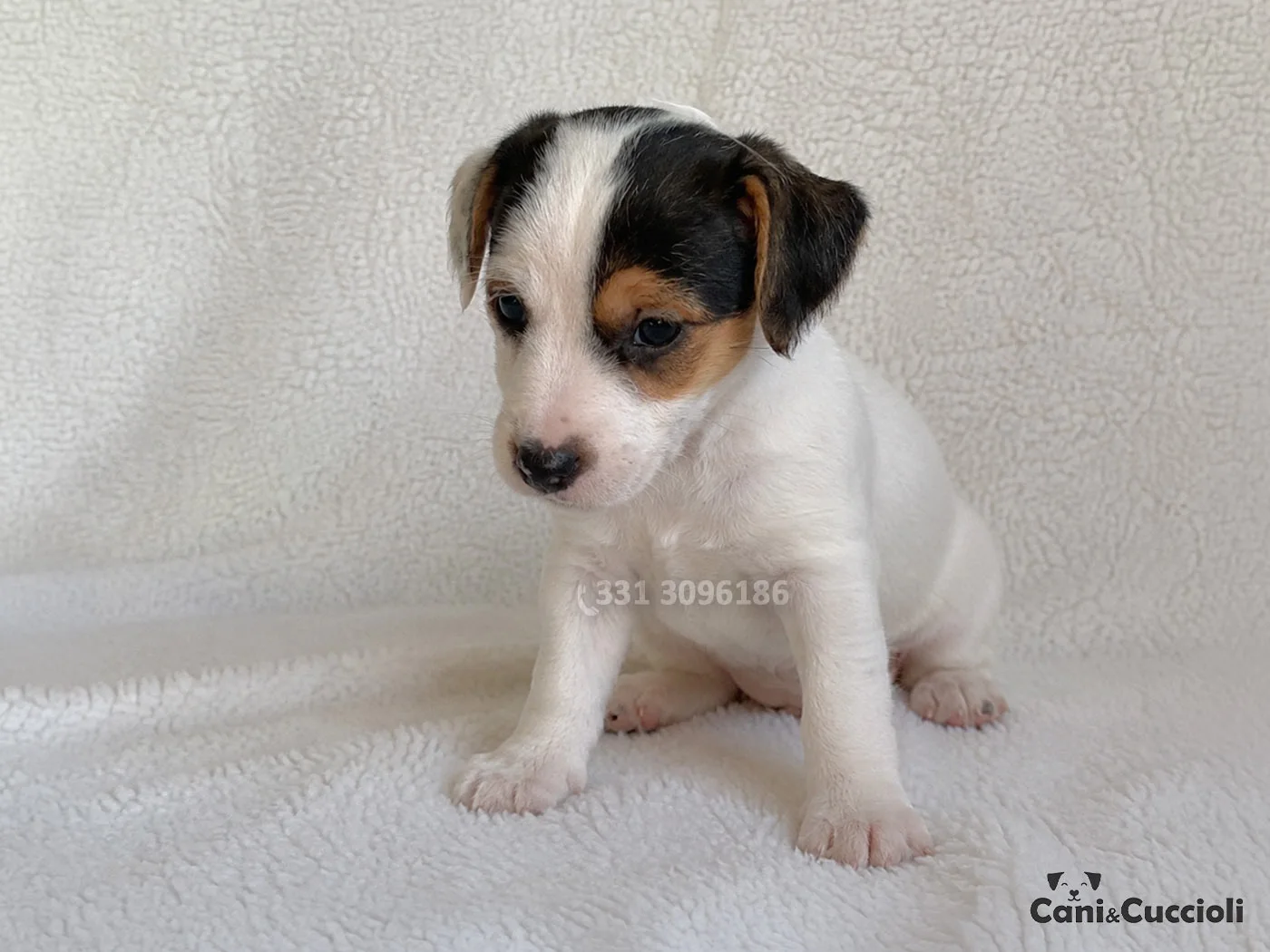 vendita jack russell tricolore