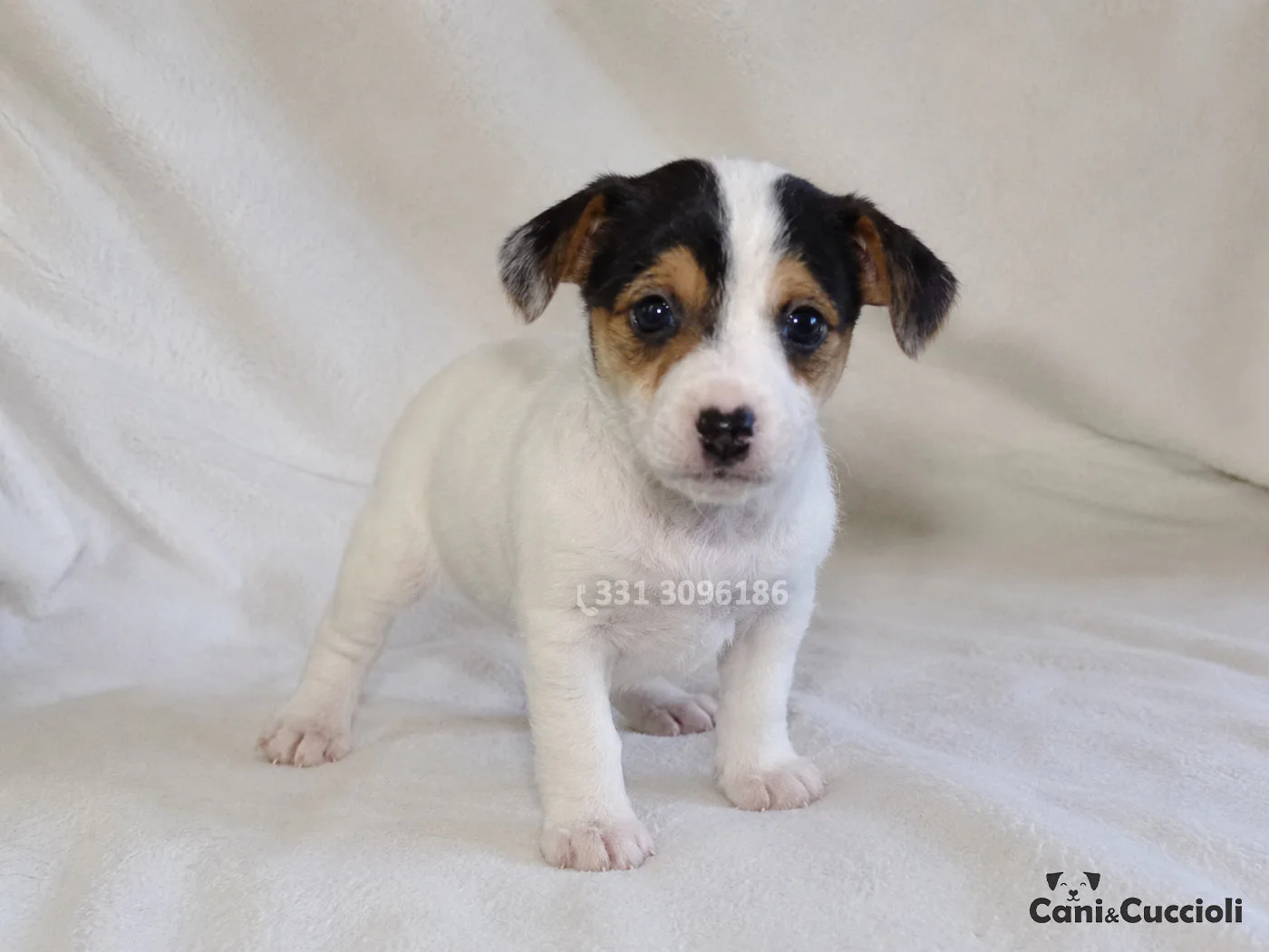 vendita jack russell cuccioli