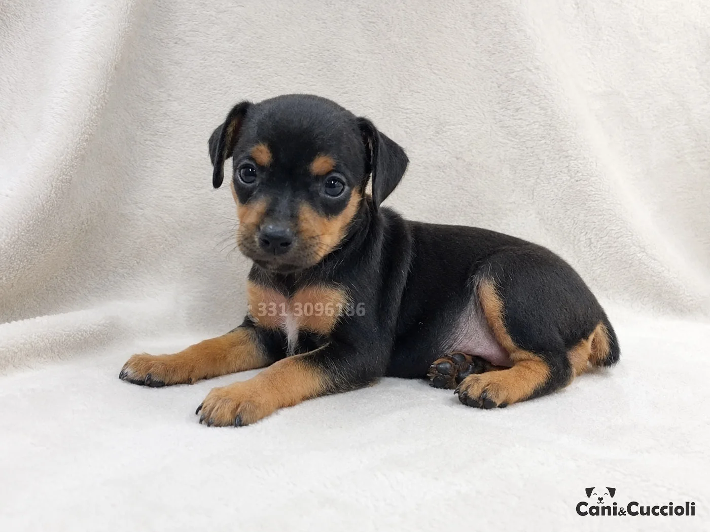 vendita pinscher nano cuccioli nerofocato