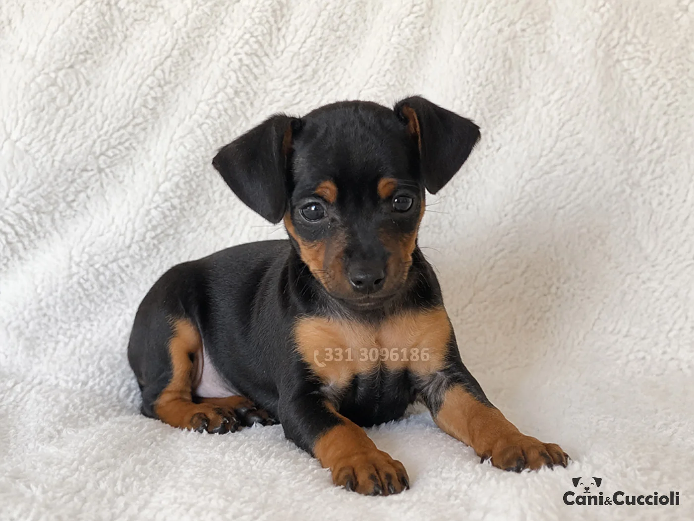 vendita pinscher nano cuccioli nerofocato