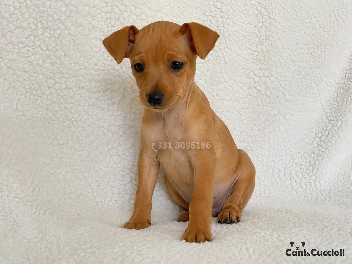 vendita pinscher nano cuccioli rosso