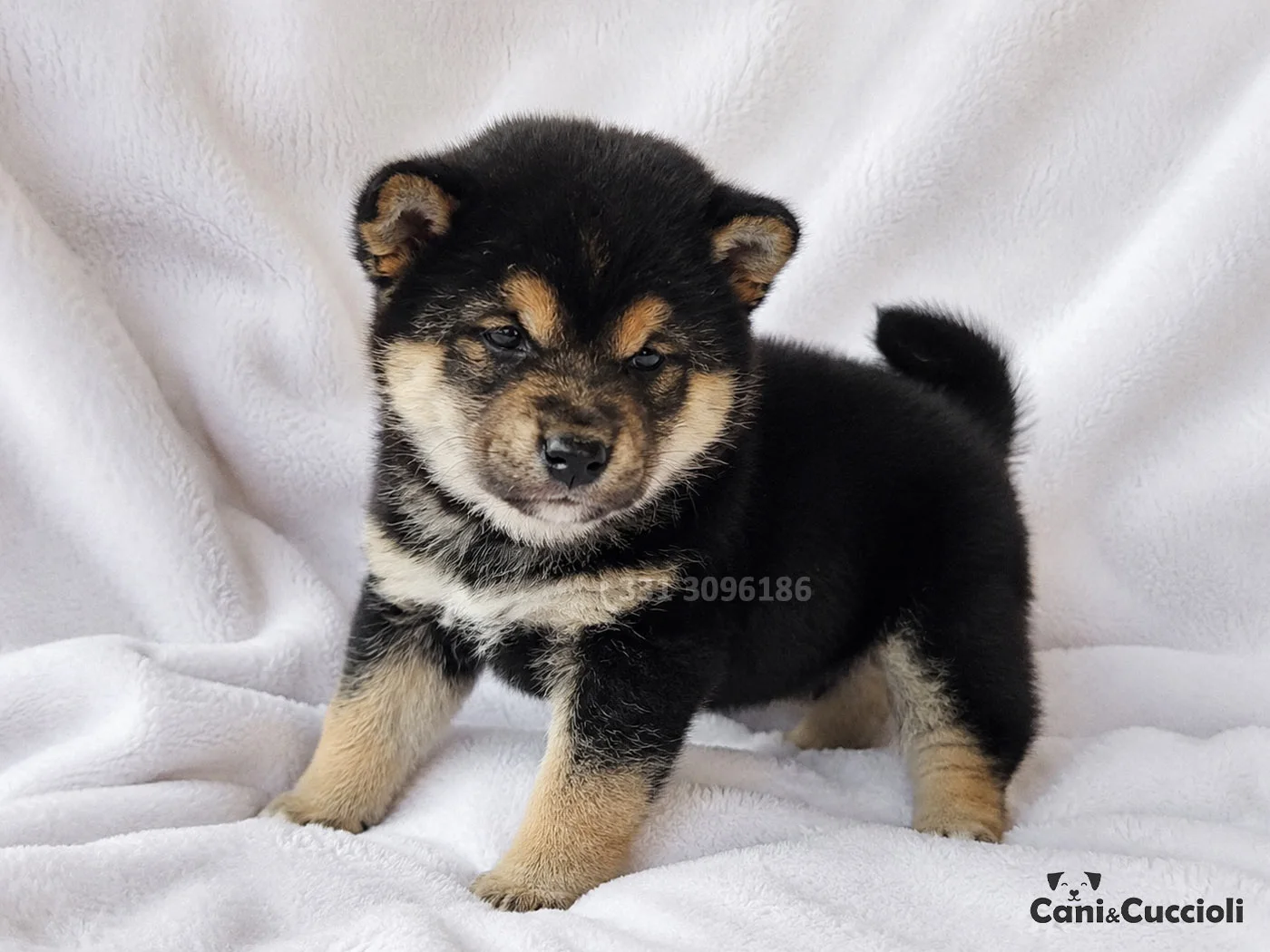 vendita shiba inu nero focato