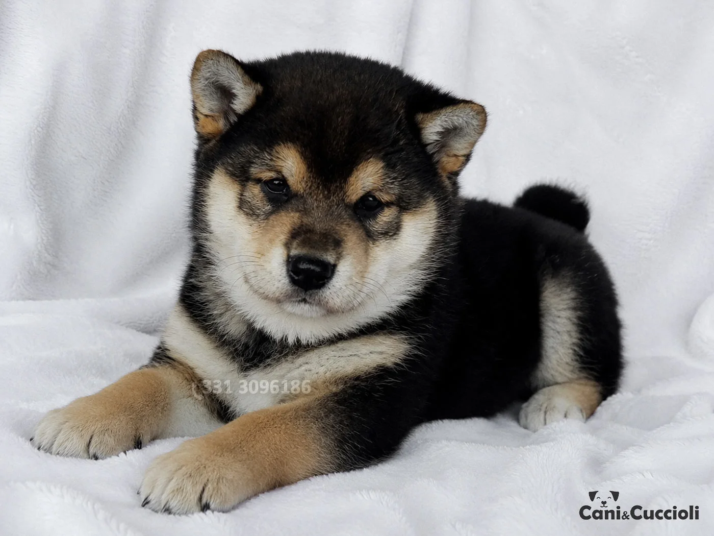 vendita shiba inu nero focato