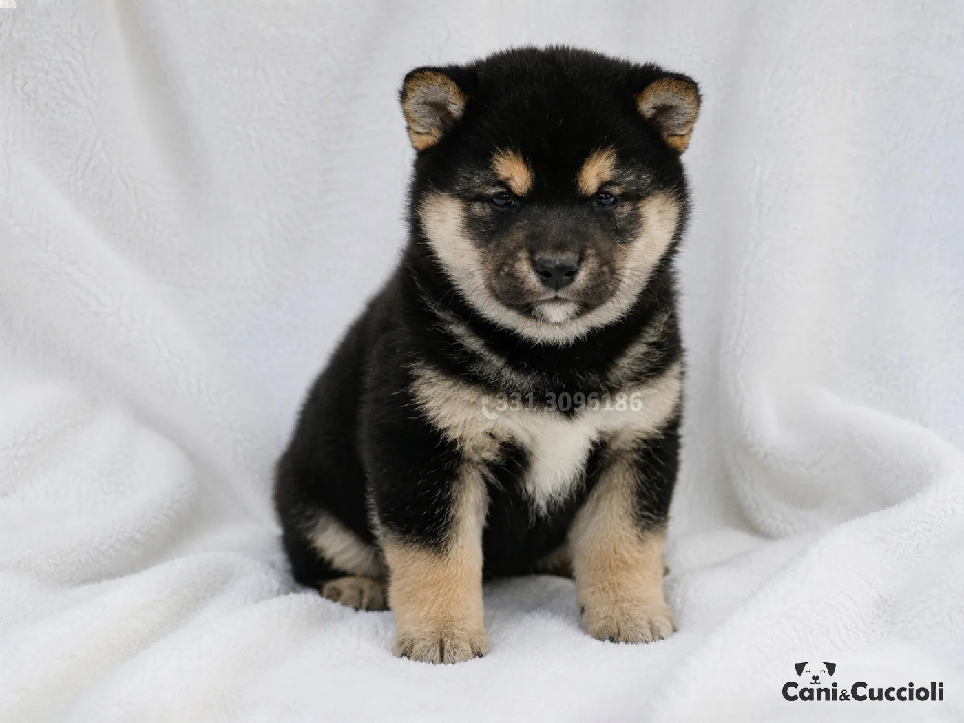 shiba inu nero focato
