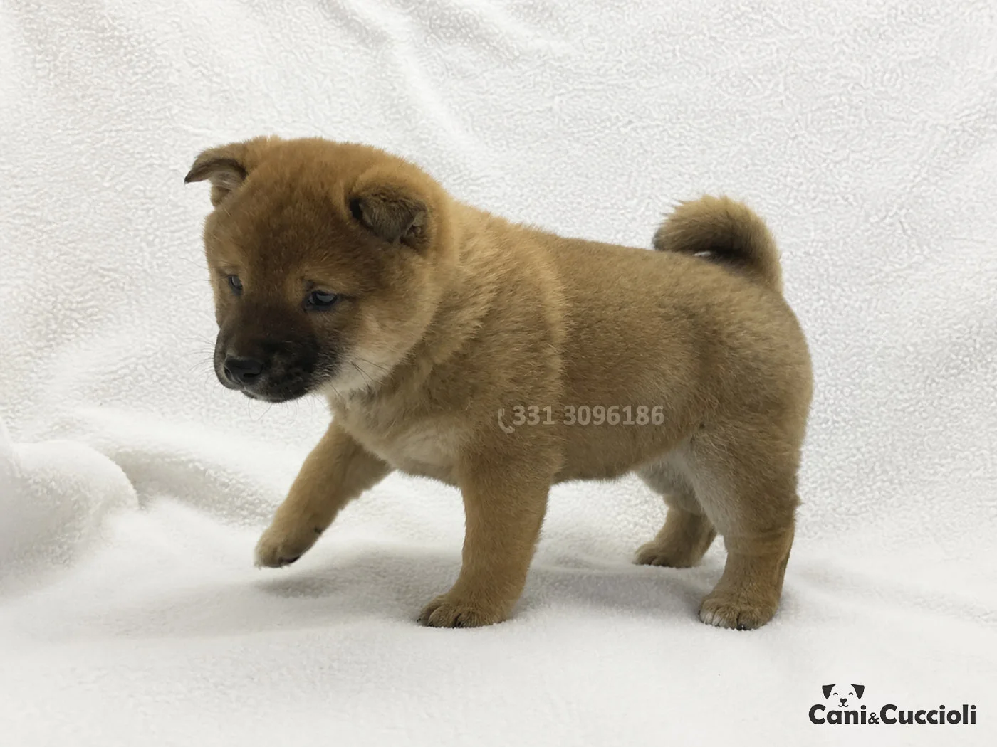 vendita shiba inu rosso cuccioli rosso