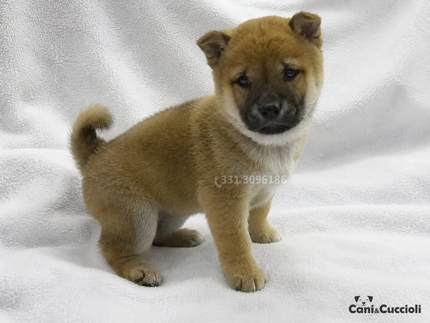 vendita shiba inu rosso cuccioli rosso
