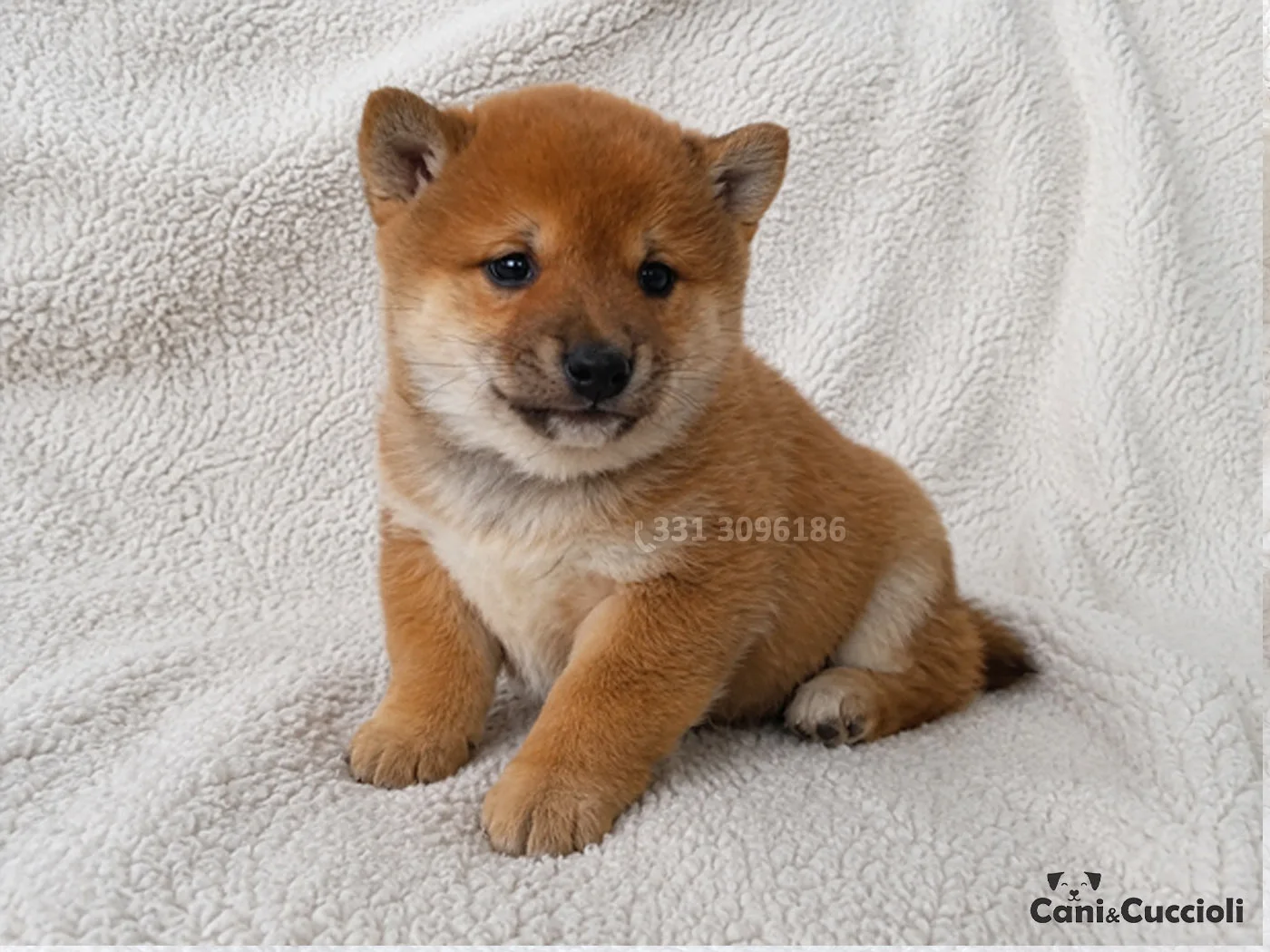vendita shiba inu rosso cuccioli