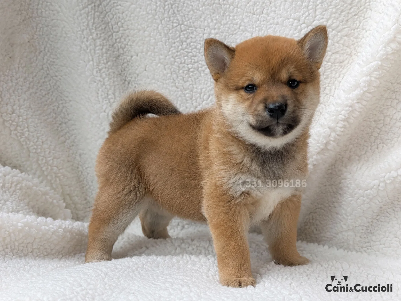 vendita shiba inu rosso cuccioli pedigree